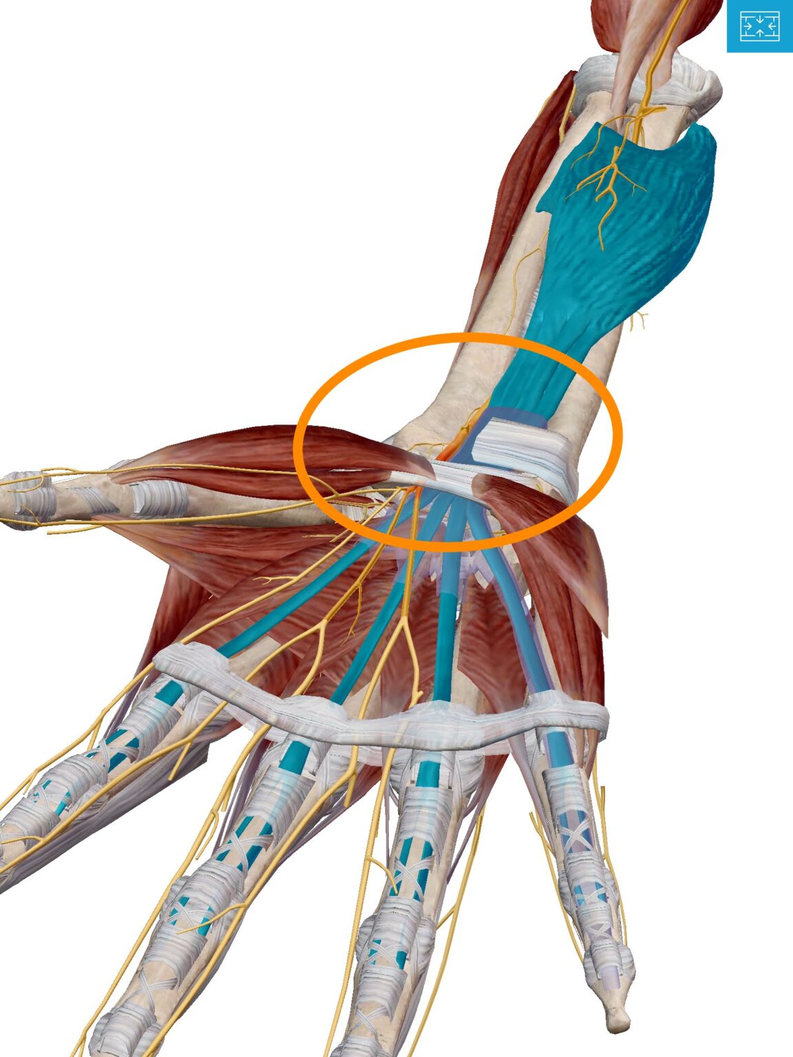 How is Carpal Tunnel diagnosed? — REACH Rehab + Chiropractic, Plymouth MI